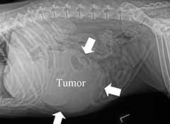 Figure 1. X-ray of the abdomen of a dog that has a large liver tumor (arrows outline the tumor).