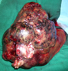 Figure 2. A liver mass that has been removed from a dog