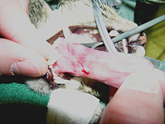 Gastrointestinal Foreign Bodies (Figure 2)