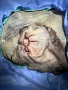 Figure 1: A dog with congenital ear canal atresia and lack of an external ear opening.