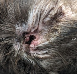 Figure 2: The same dog 2-weeks following reconstructive surgery with an ACVS board-certified veterinary surgeon to re-establish an open ear canal.