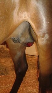 Figure 1. Castration incisions post-surgery with swelling of the right incision site.
