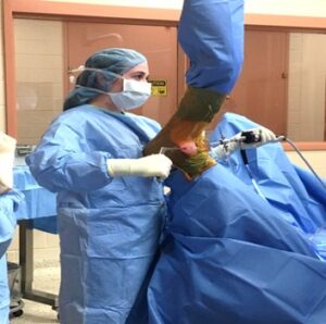 Figure 1. Arthroscopy of the hock joint. Using small incisions, the camera is placed in one side of the joint and an instrument in the other. The surgeon views the inside of the joint via a screen connected to the camera.