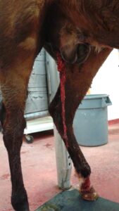 Figure 2. Evisceration of omentum from the abdomen and through one of the castration incision sites.