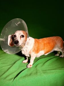 Figure 3. Picture of patient in e-collar