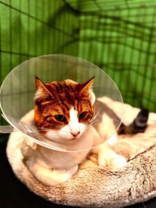 Figure 4. Picture of cat in e-collar