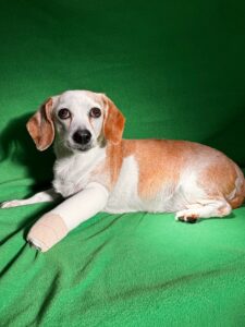 Figure 5. Picture of patient in bandage