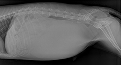 Figure 1. Radiograph of a dog showing a large splenic mass occupying most of the abdomen.