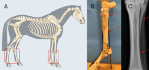 Splint Bone Fractures in horses Figure 1–(a,b) skeletal anatomy of splint bones; (c) radiographic image of a normal splint bone